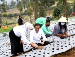 Tanam Bawang dengan Petani, Presiden Harap Produktivitas dan Pendapatan Petani Meningkat