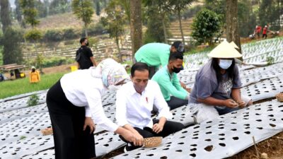 Tanam Bawang dengan Petani, Presiden Harap Produktivitas dan Pendapatan Petani Meningkat