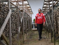 Presiden Jokowi Lepas Ekspor Pinang Biji di Muaro Jambi