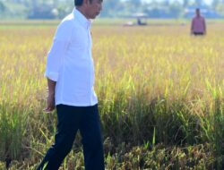 Maros Lumbung Beras Sulsel, Presiden: Surplus Panen Bisa untuk Daerah Lain