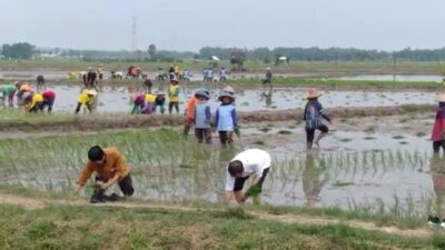 Presiden Tanam Padi dan Kunjungi Pasar di Tuban
